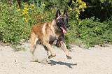 MALINOIS 417